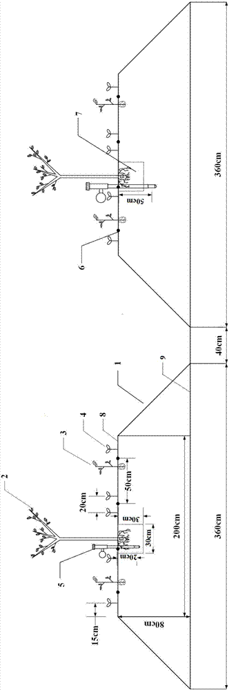 Arbor-shrub-grass planting method for arid region underground-water-shallow-buried saline-alkali soil