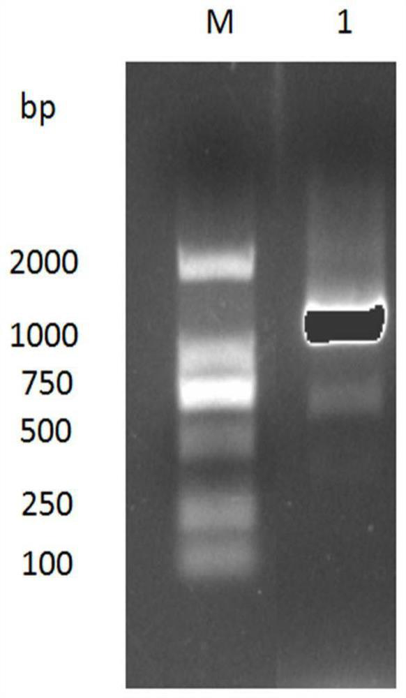 A kind of nano antibody against rabies virus g protein and its application