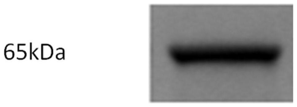 A kind of nano antibody against rabies virus g protein and its application