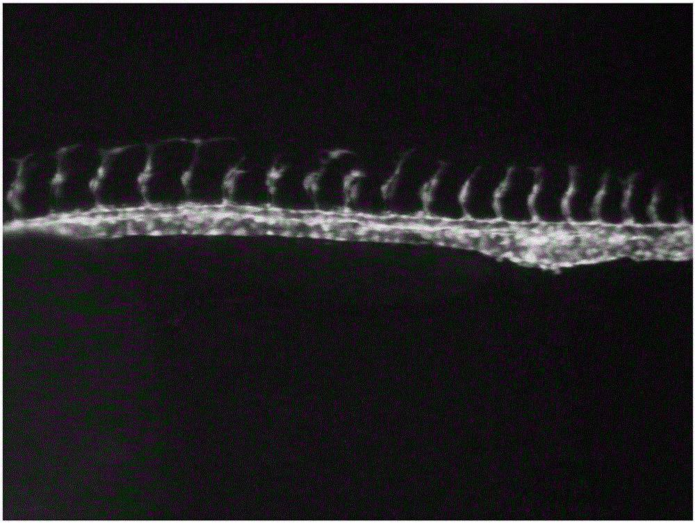 New uses of semen persicae