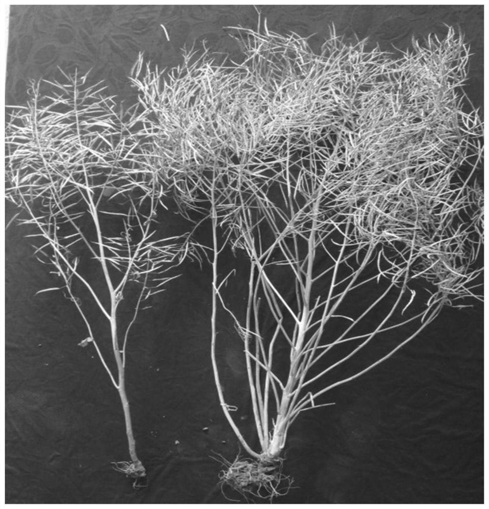 Cultivation method of ultra-rare planting rapeseed based on non-destructive planting technology of in-situ potting with medium-sized rice stubble