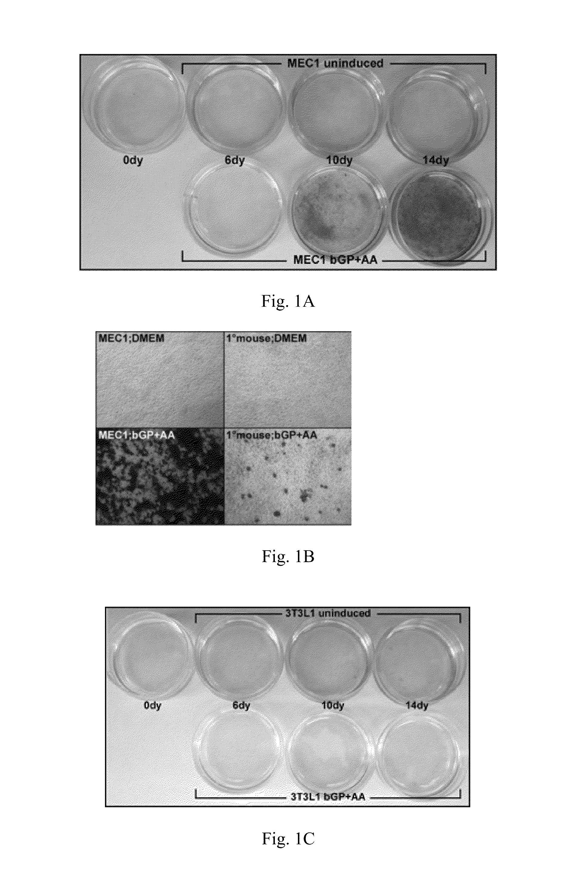 Compositions, systems and methods based on the differentiation of epicardial cells to typical and atypical fates