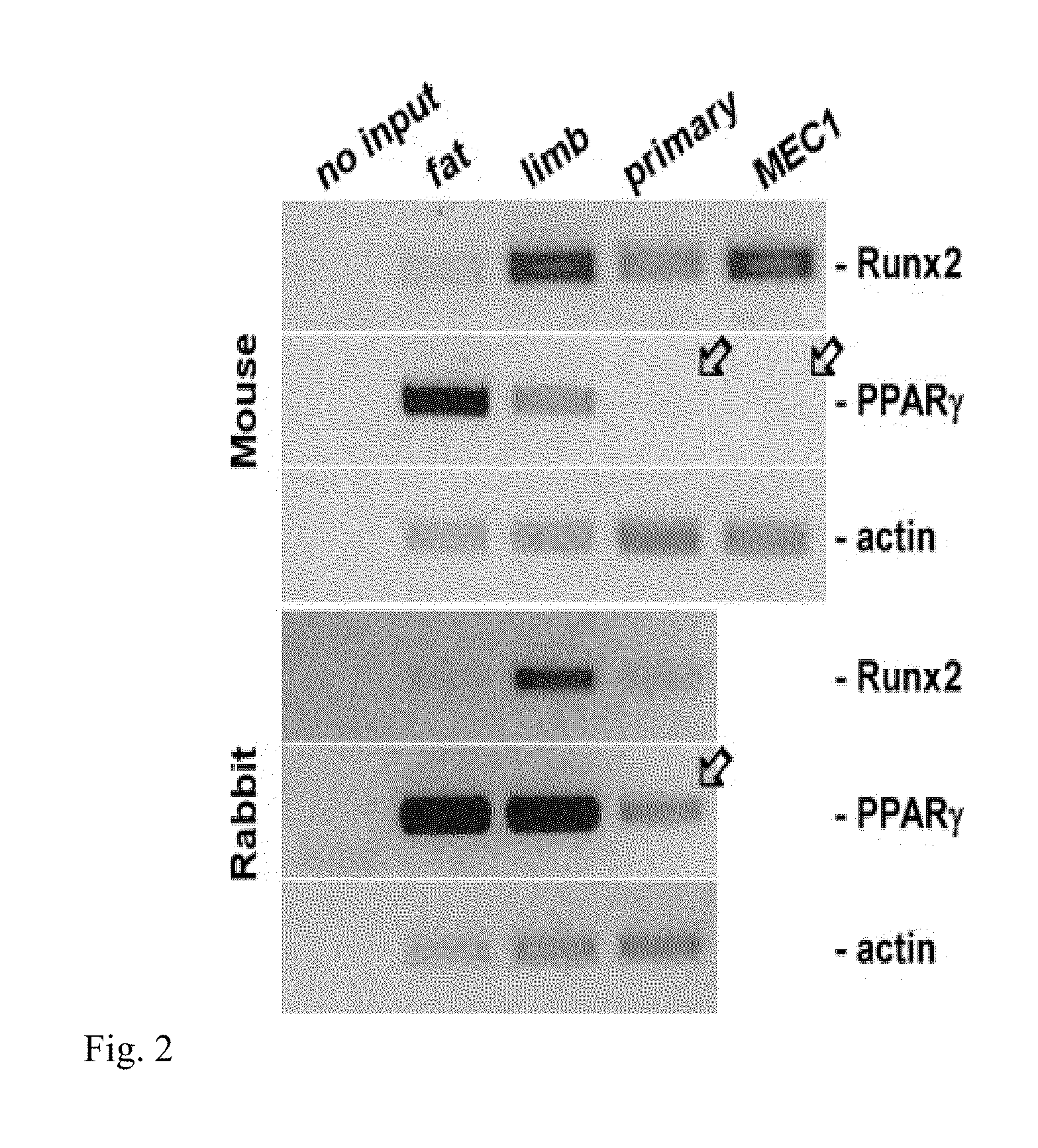 Compositions, systems and methods based on the differentiation of epicardial cells to typical and atypical fates