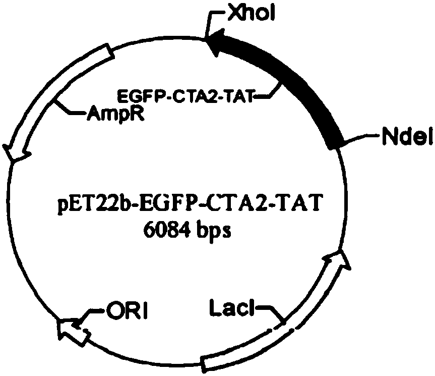 Application of EGFP-CTA2-TAT fusion protein to preparation of fluorescent probe