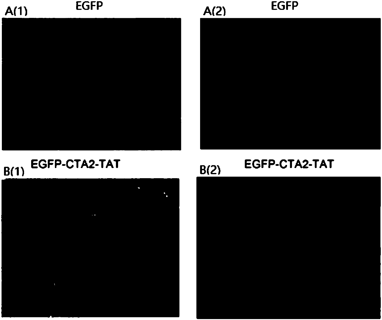 Application of EGFP-CTA2-TAT fusion protein to preparation of fluorescent probe