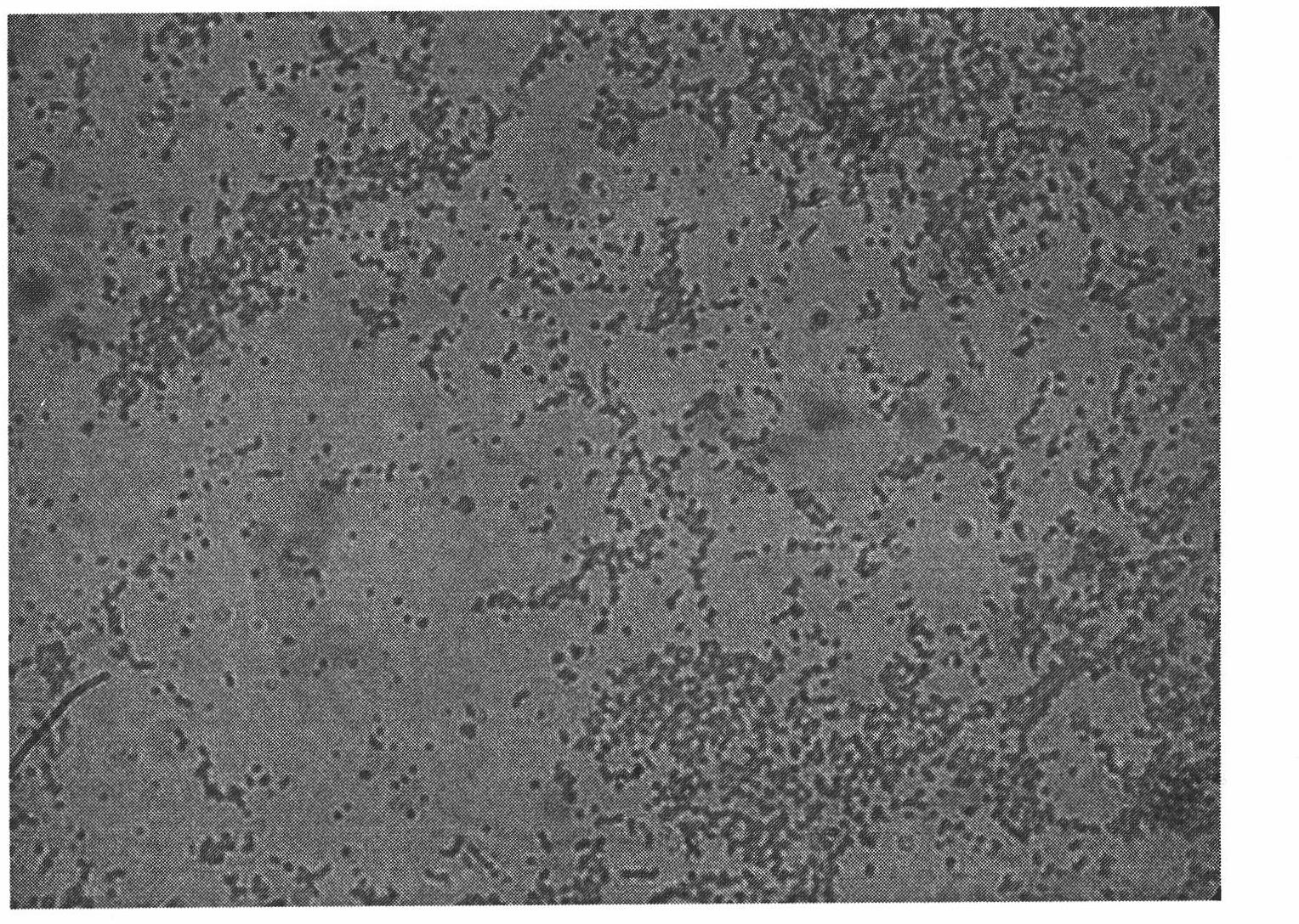 Acinetobacter sp. and application of composite bacterial agent of acinetobacter species