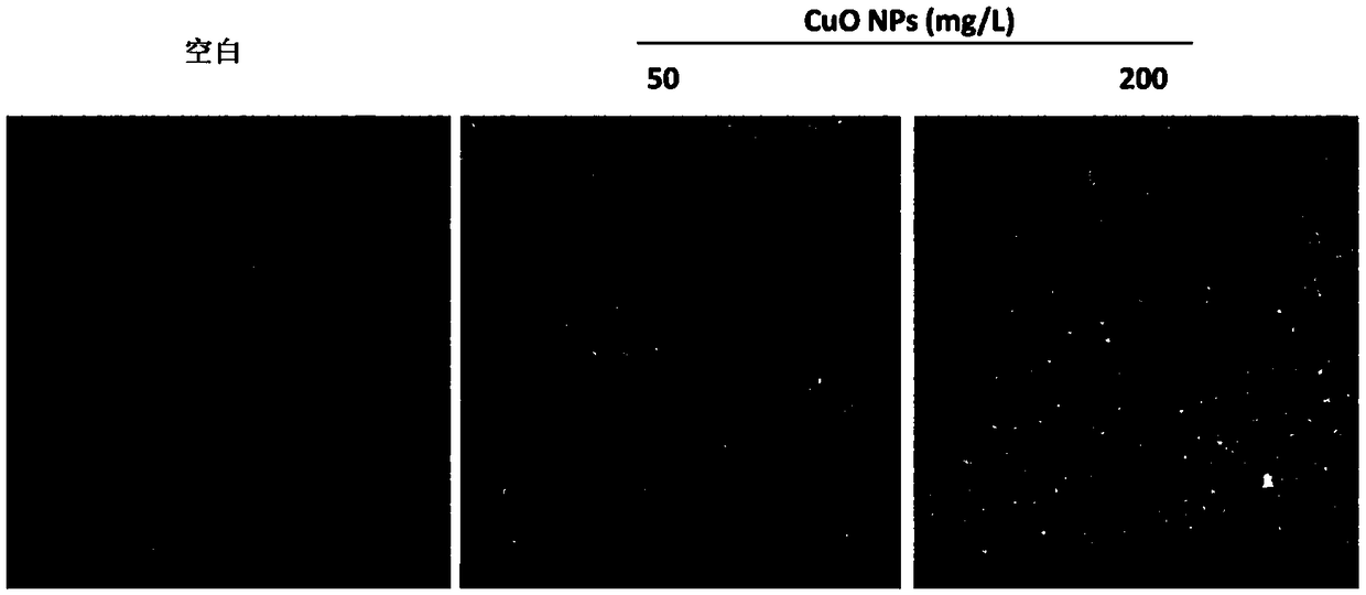 Nanometer antibacterial agent for preventing and controlling plant fungal diseases