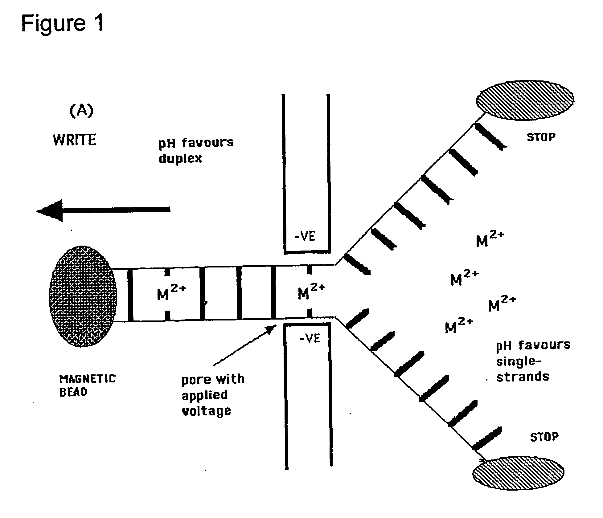 Methods and apparatus for molecular data storage, retrieval and analysis