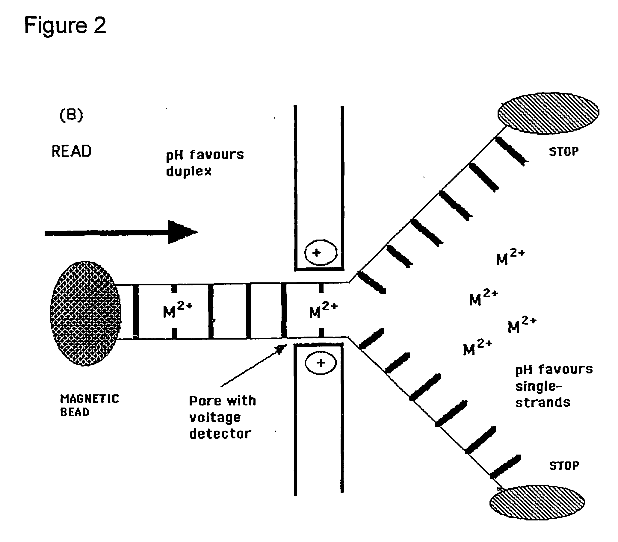 Methods and apparatus for molecular data storage, retrieval and analysis