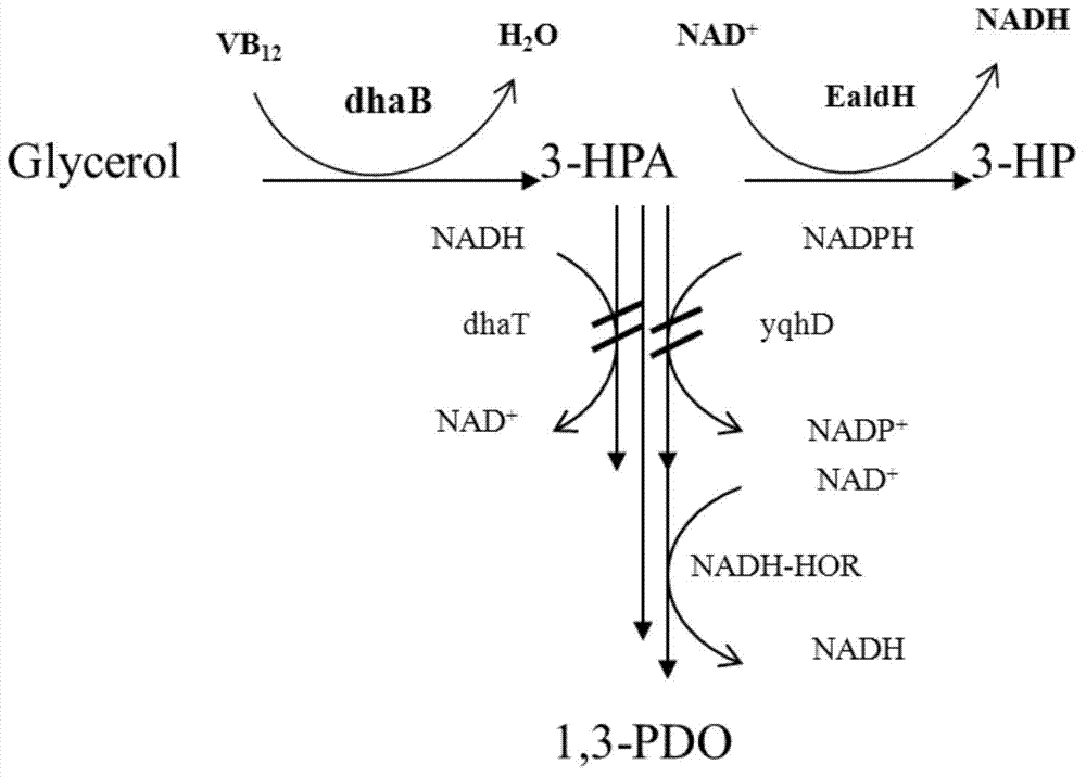 Recombination klebsiella pneumonia capable of co-producing 3-HP and P3HP, and preparation method and application thereof