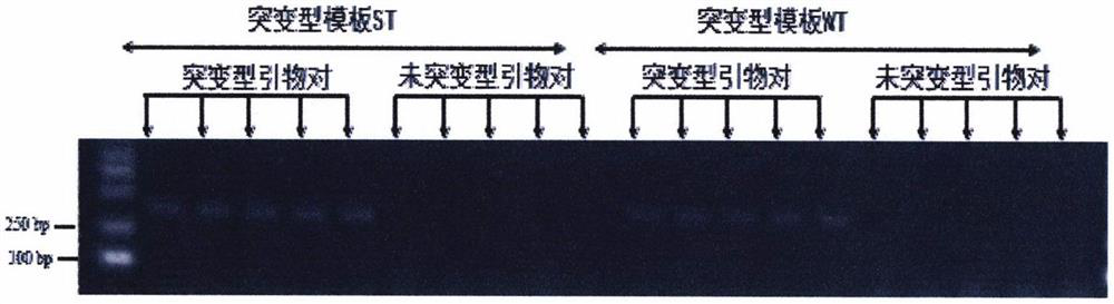 Method and special primers for rapidly detecting cowpea thrips sodium ion channel I904S mutation