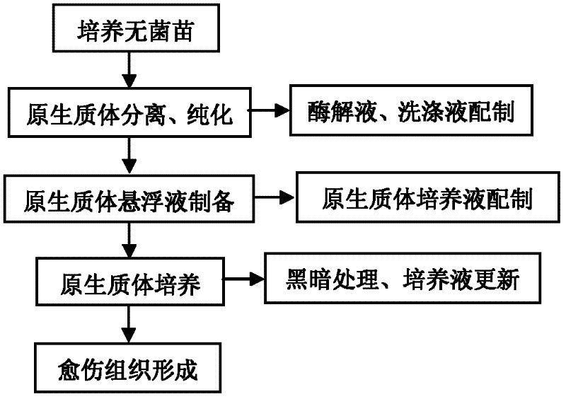 Chilli cytoplasm male sterile line protoplast separation purification and callus forming method