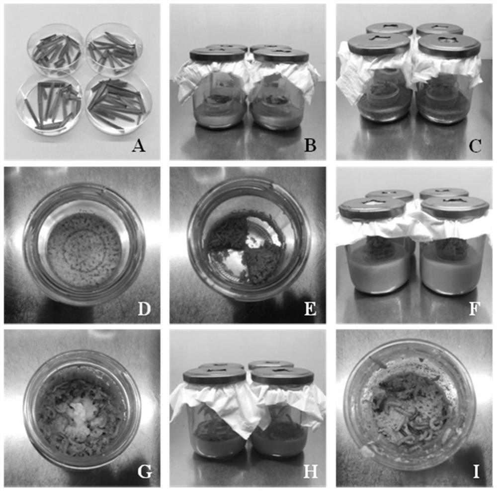 A kind of standardized breeding and management method of Chilo suppressalis