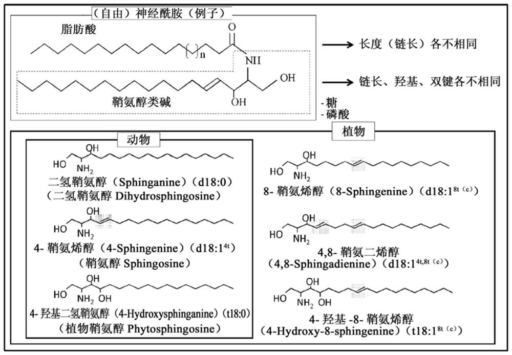 Chestnut Bark Extract