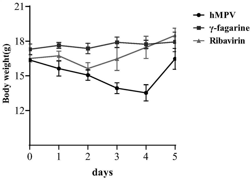 Application of pepper in preparation of medicine for treating and/or preventing respiratory virus pneumonia