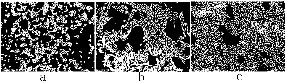 Purification method for gold nano-particles with double-cone structures