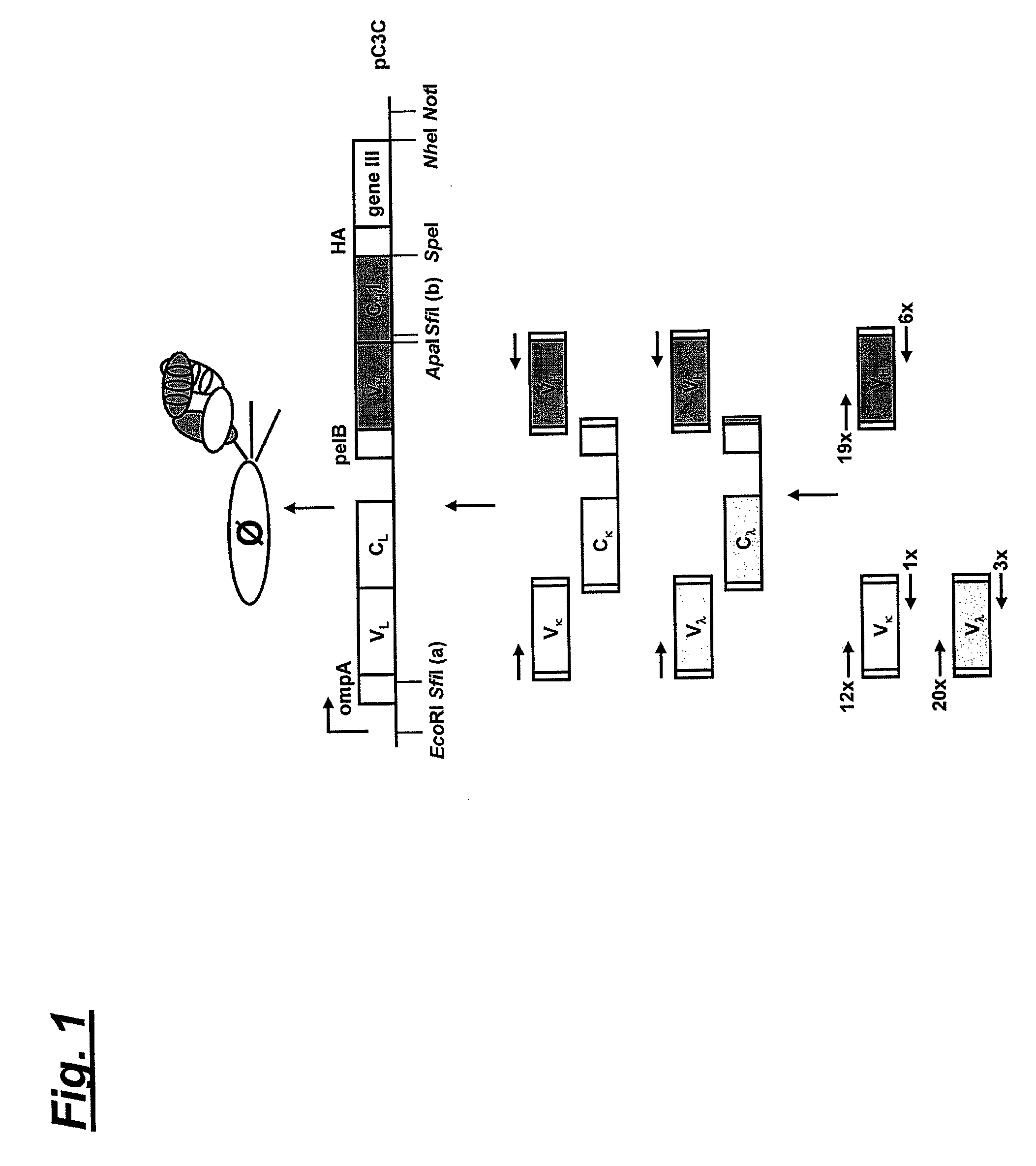 Fully human anti-human NKG2D monoclonal antibodies