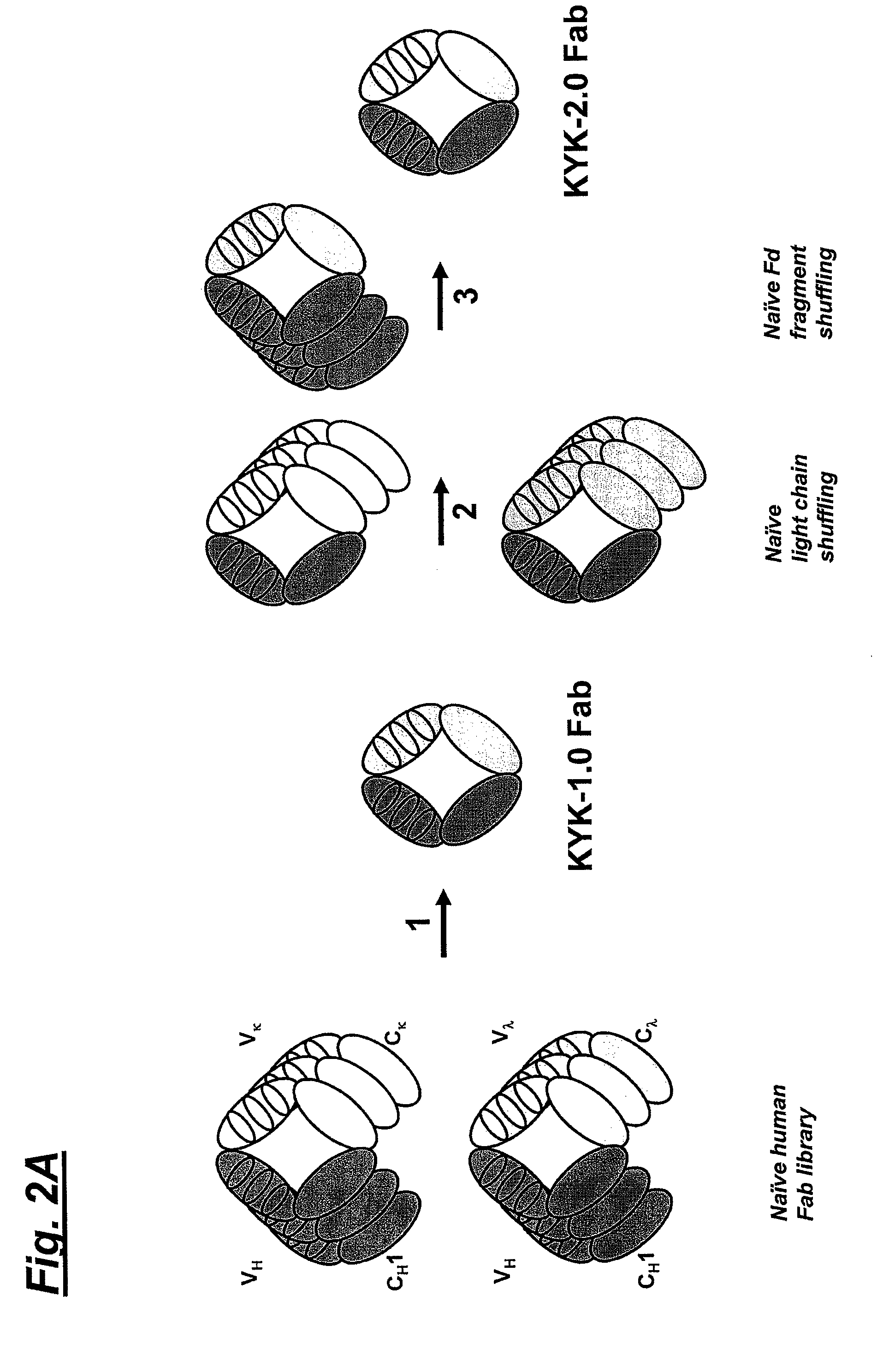 Fully human anti-human NKG2D monoclonal antibodies