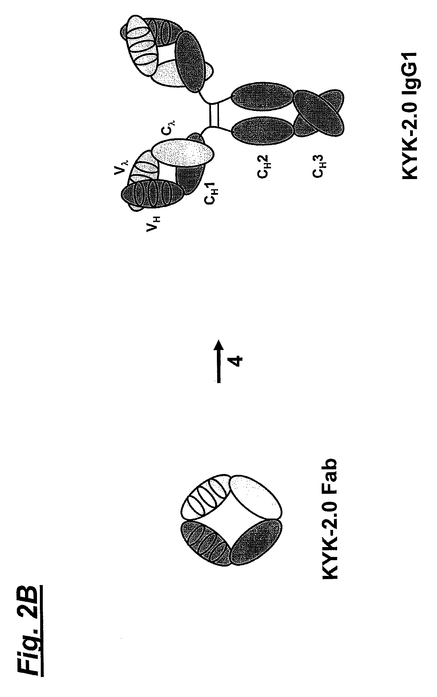 Fully human anti-human NKG2D monoclonal antibodies