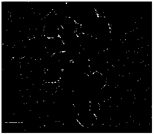 TiO2 slurry used in large-area dye-sensitized solar cell preparation by screen printing technology and method for preparing the TiO2 slurry