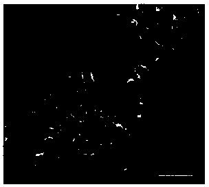 TiO2 slurry used in large-area dye-sensitized solar cell preparation by screen printing technology and method for preparing the TiO2 slurry