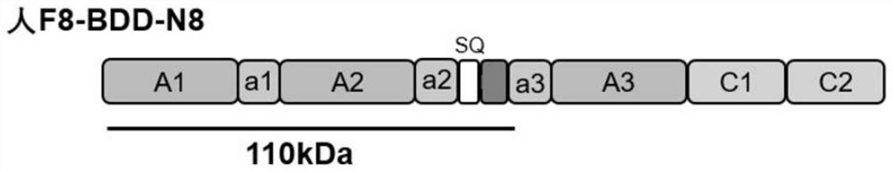 Recombinant blood coagulation factor VIII and application thereof