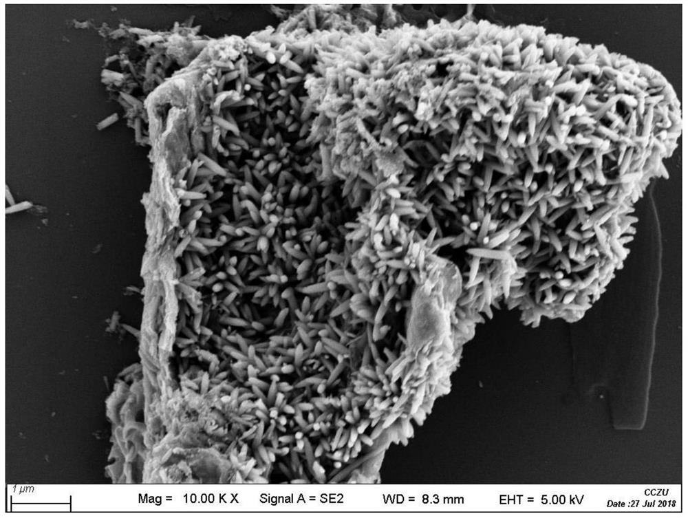 A preparation method of cerium oxide nanorod array/graphene composite material and its application in photocathode protection