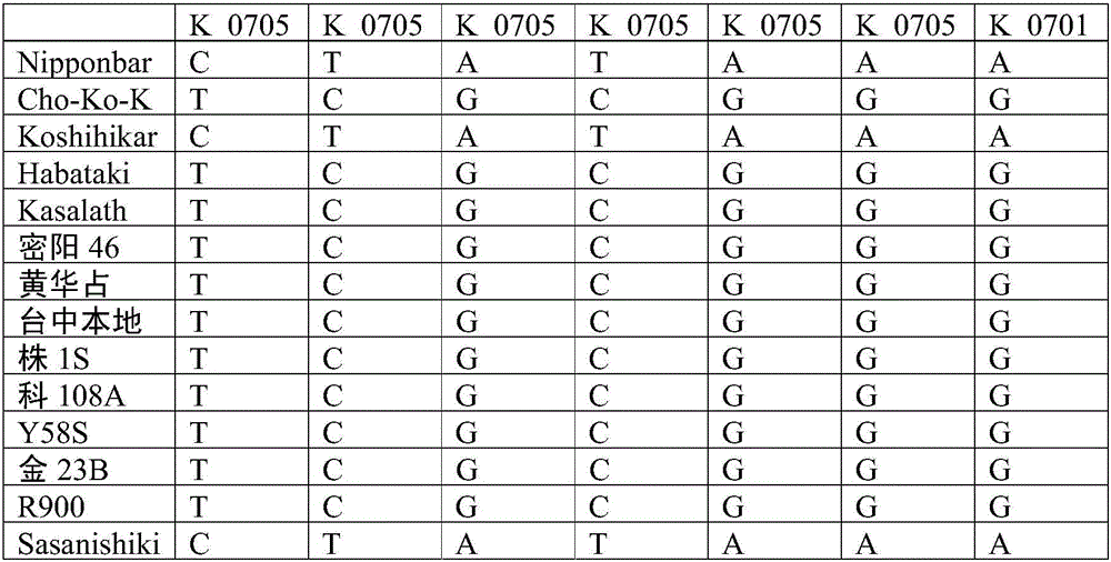 SNP (simple nucleotide polymorphism) modular marker for rice low cadmium accumulation gene OsHMA3 and application thereof