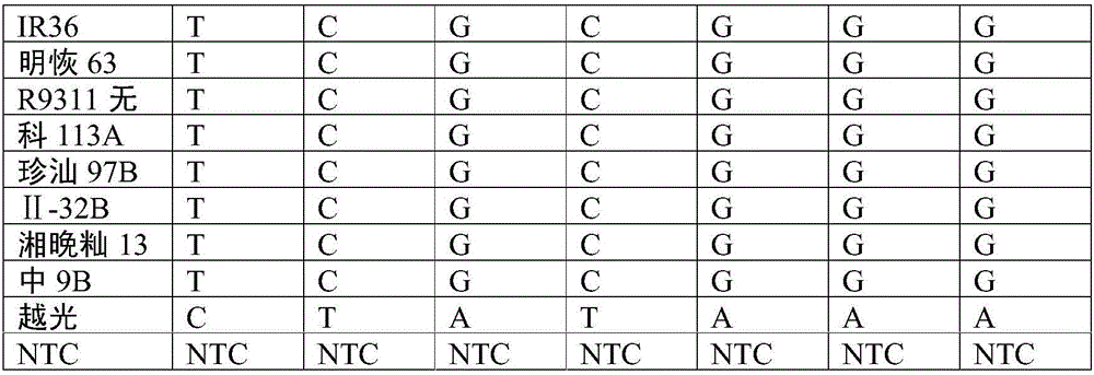 SNP (simple nucleotide polymorphism) modular marker for rice low cadmium accumulation gene OsHMA3 and application thereof