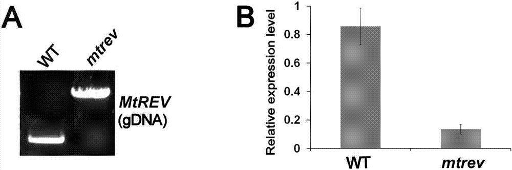 Application of REVOLUTA gene to regulation and control on quantity of leaflets in leguminous plant and leaf-stem ratio