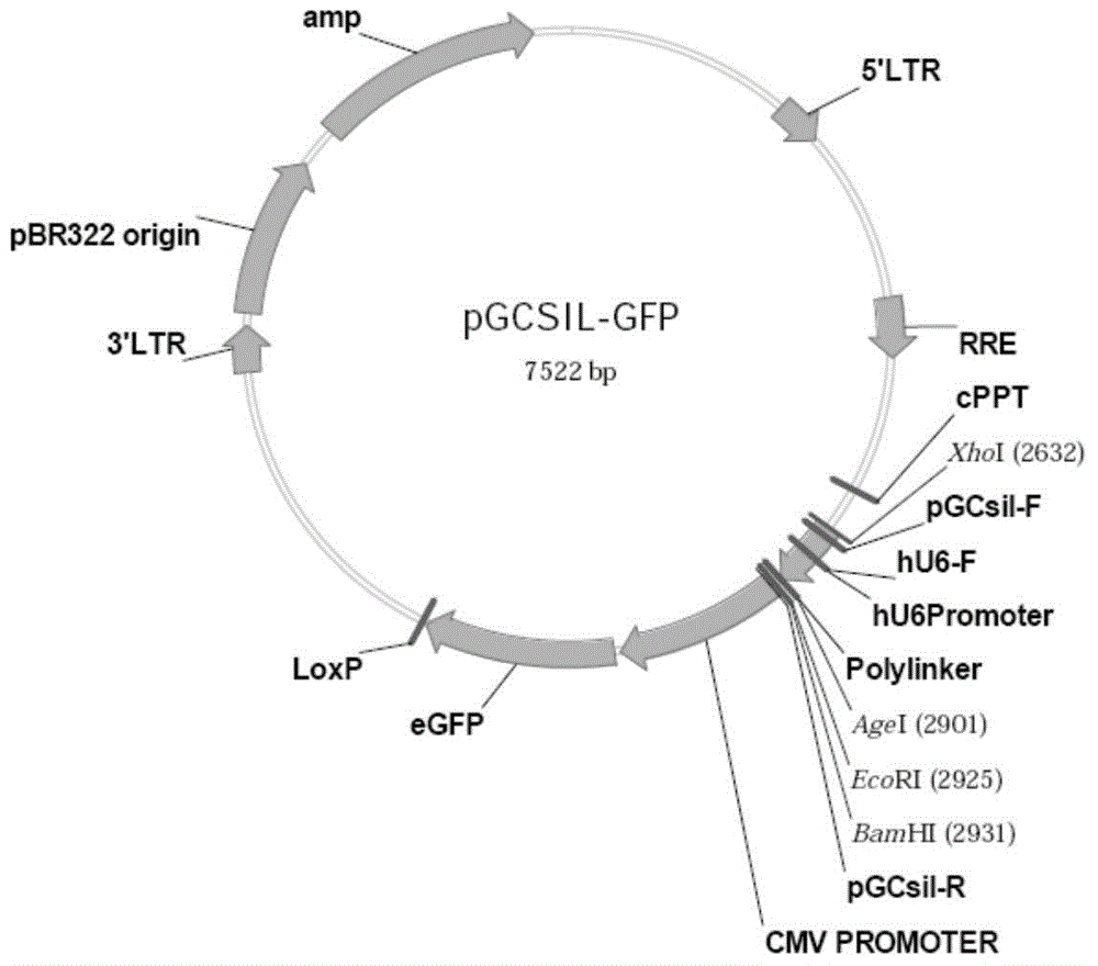 Use of human TNFRSF12A gene and related drugs