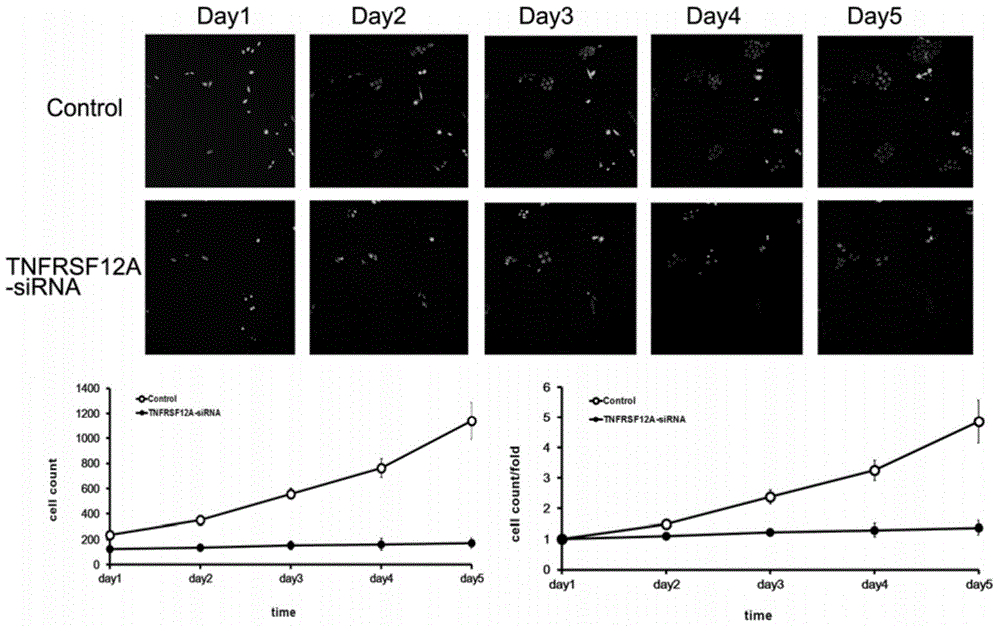 Use of human TNFRSF12A gene and related drugs