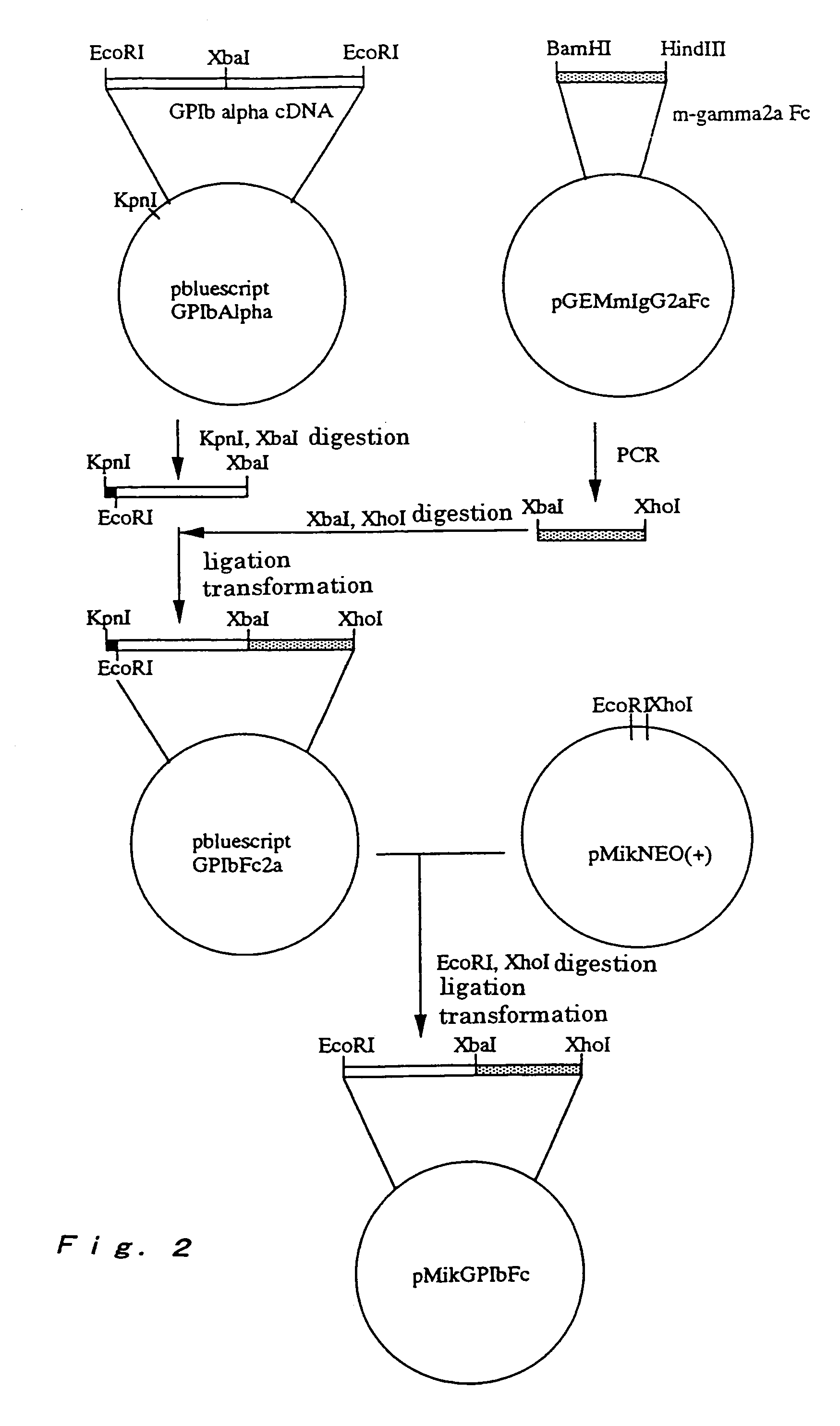 Substance with antithrombotic activity and method for detecting glycokallidin