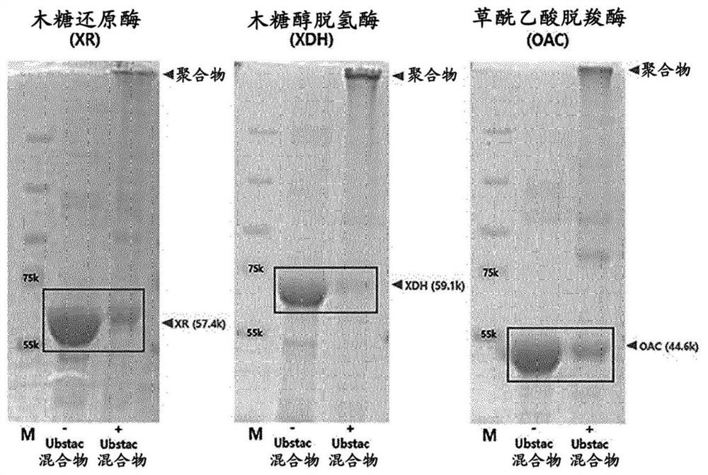 Linear polyfunctional multimer biomolecule coupled to polyubiquitin linker and use thereof