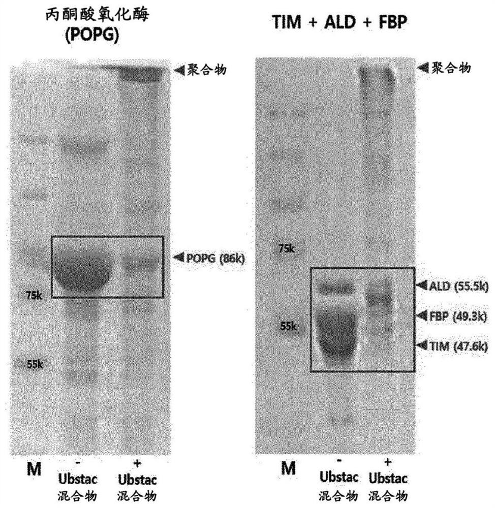 Linear polyfunctional multimer biomolecule coupled to polyubiquitin linker and use thereof