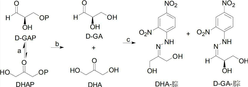 Method for selecting 1-deoxy-D-xylulose-5-phosphate synthase inhibitor from plant extract