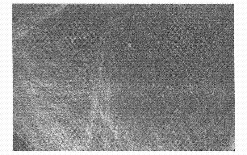 Bone tissue regeneration guiding membrane and preparation method thereof