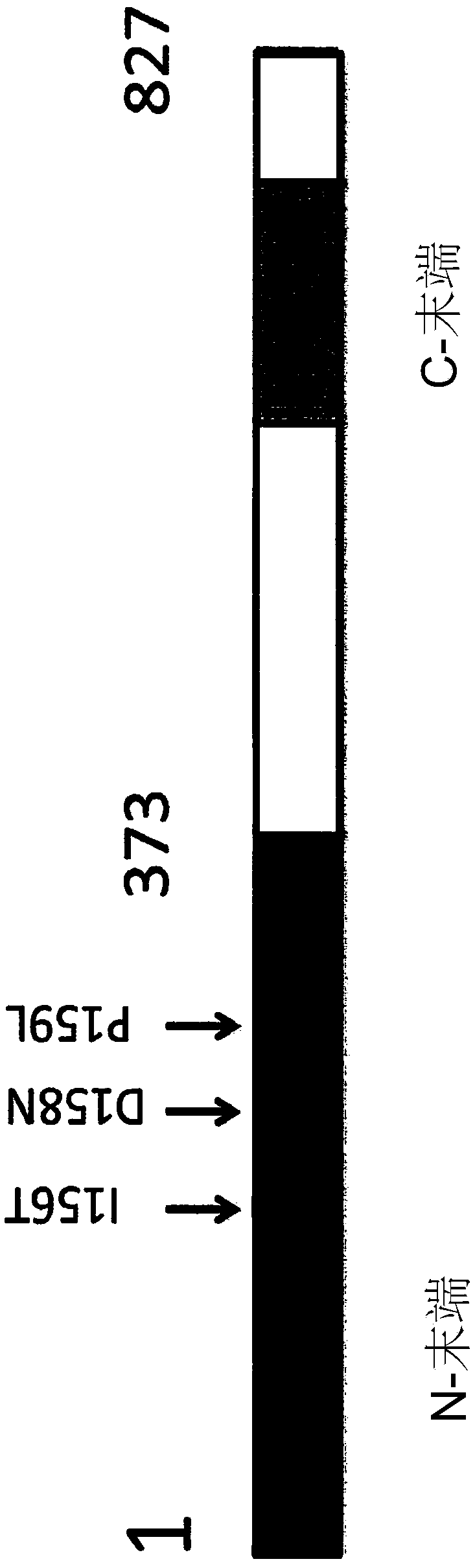 Compositions and methods relating to tumor analysis