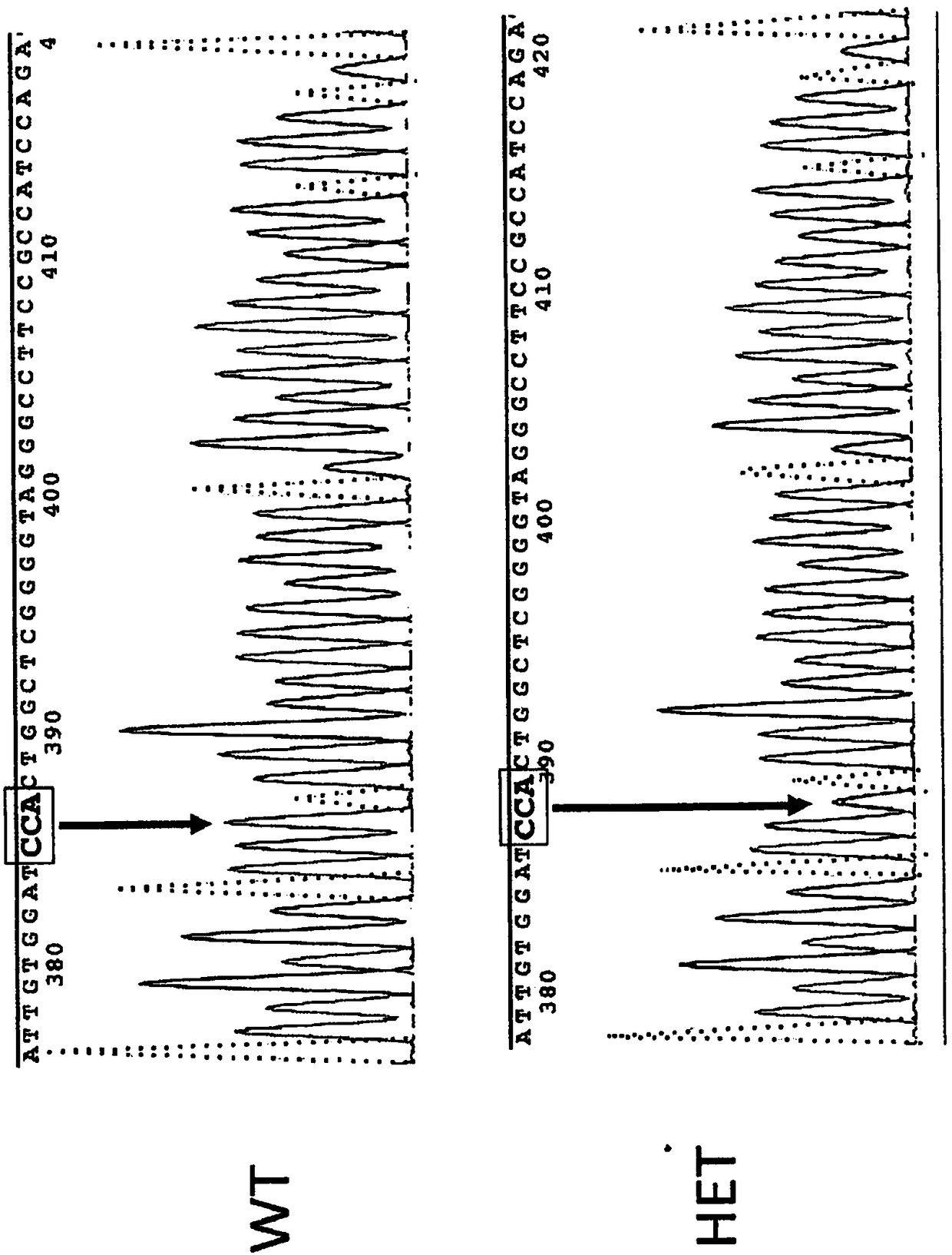 Compositions and methods relating to tumor analysis