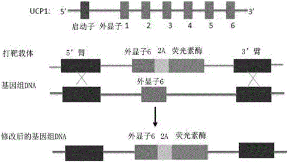 Knock-in non-human mammal model with uncoupling protein 1-luciferase gene and its construction method and application