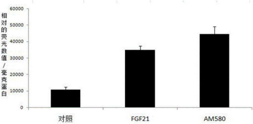 Knock-in non-human mammal model with uncoupling protein 1-luciferase gene and its construction method and application