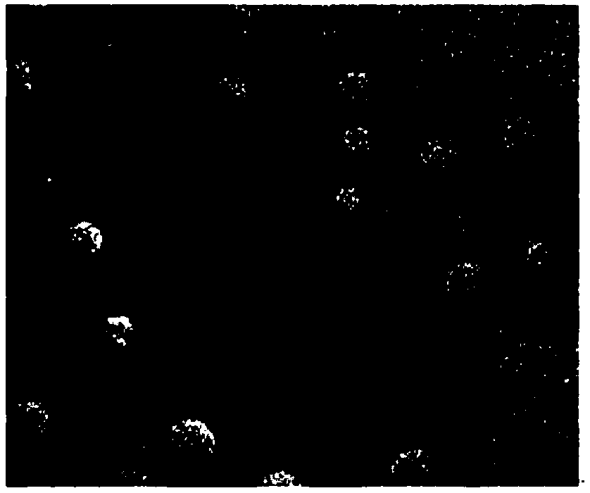 Suspension emulsion gel loaded with fat-soluble vitamins and preparation method thereof