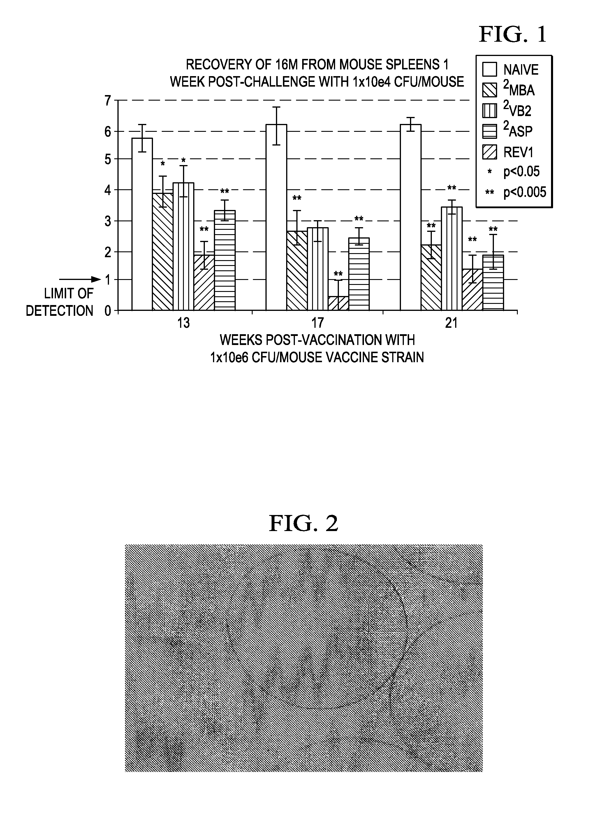 Controlled release vaccines and methods for treating brucella diseases and disorders