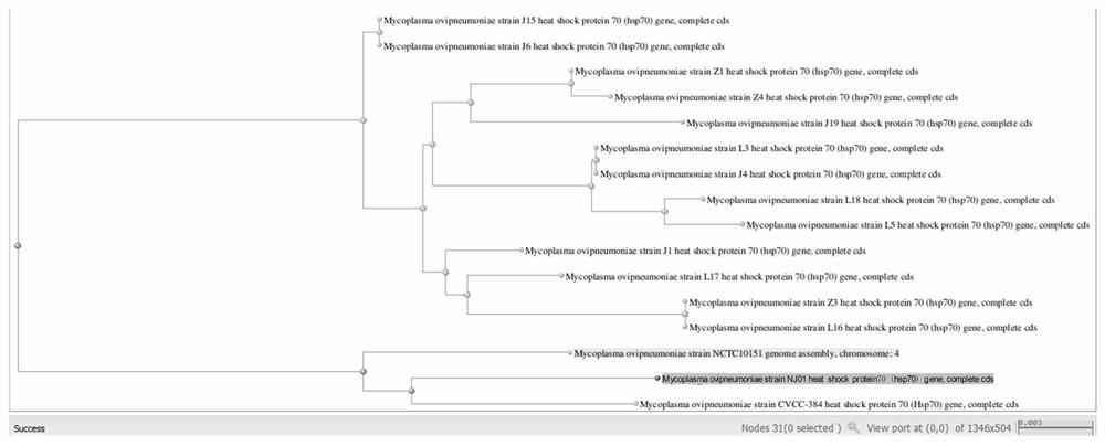 Mycoplasma ovipneumoniae strain and application thereof in screening of anti-mycoplasma ovipneumoniae preparation