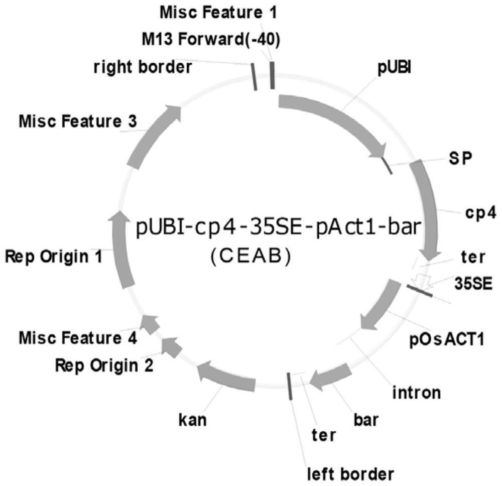 Herbicide resistance gene expression vector and application thereof