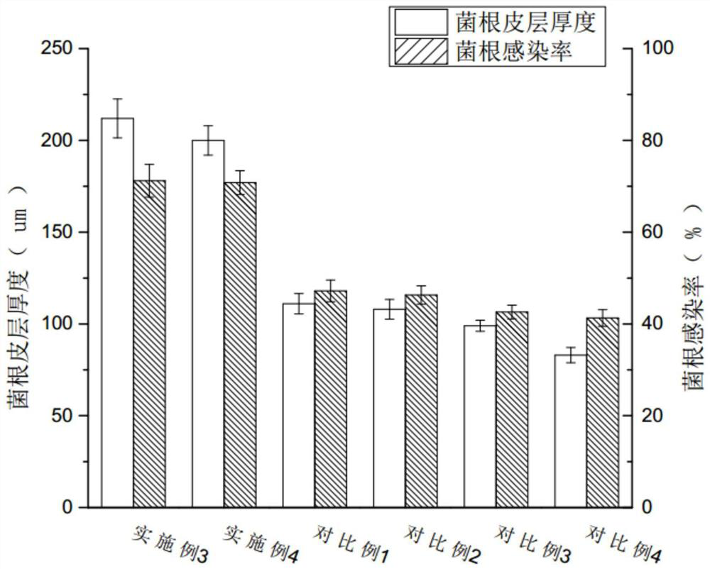 A cultivation method for improving the quality of potted Rhododendron sinensis