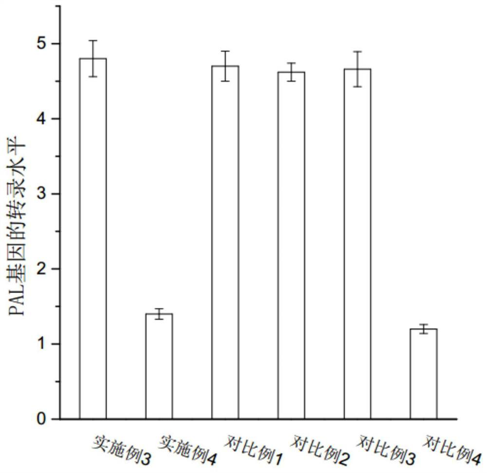 A cultivation method for improving the quality of potted Rhododendron sinensis