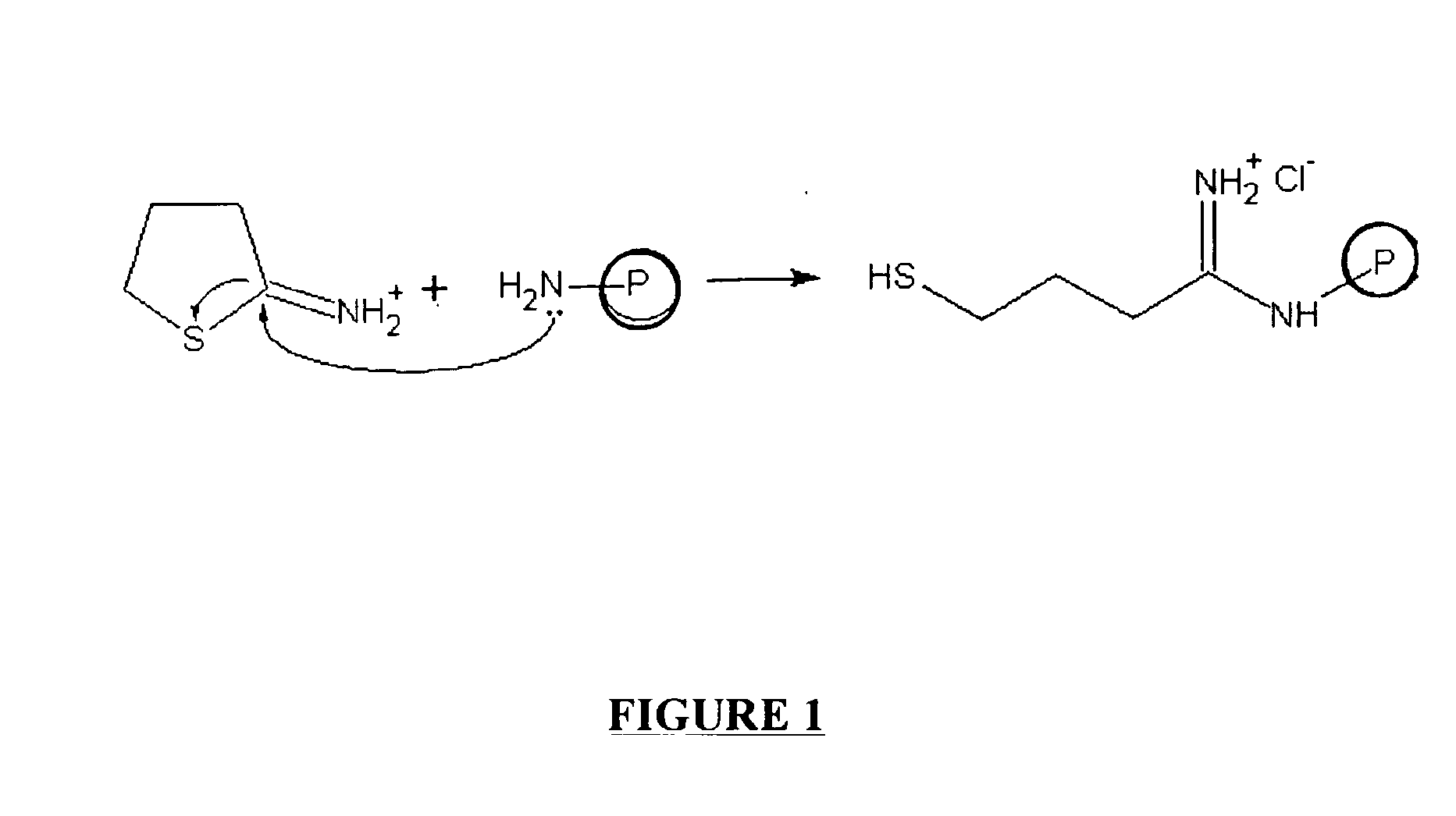 Solid phase synthesis of biomolecule conjugates