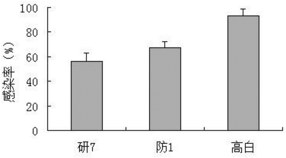 Rapid screening method for pebrine resistant germplasms