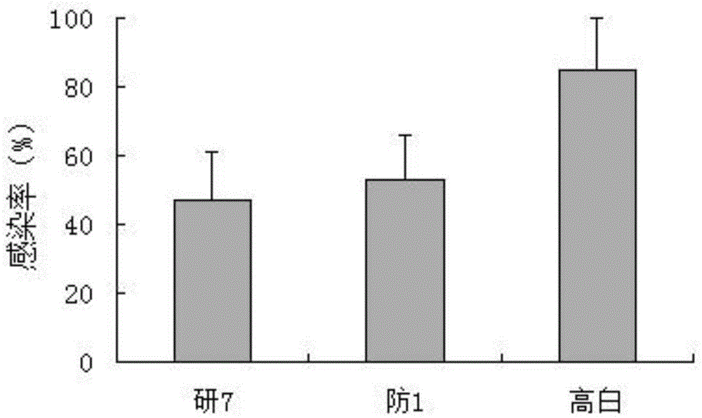 Rapid screening method for pebrine resistant germplasms